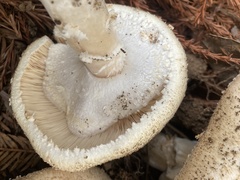 Agaricus hondensis