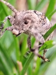 Mesosa nebulosa