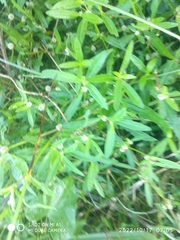 Alternanthera sessilis