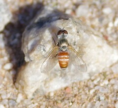 Bombyliidae