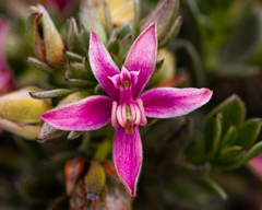 Krameria cistoidea
