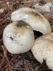 Agaricus hondensis