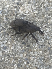 Sphenophorus coesifrons