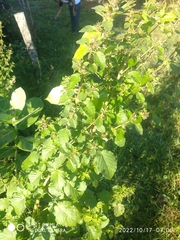 Mesosphaerum suaveolens