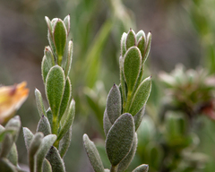 Krameria cistoidea