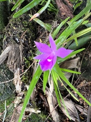 Dimerandra emarginata