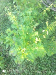 Mesosphaerum suaveolens