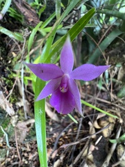 Dimerandra emarginata