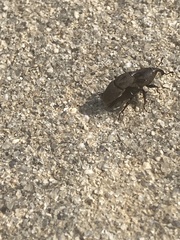 Sphenophorus coesifrons