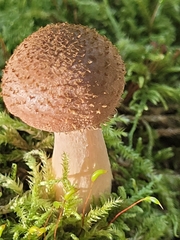 Armillaria gallica