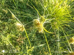Cyperus polystachyos