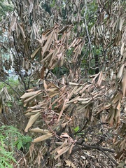 Rhododendron maximum