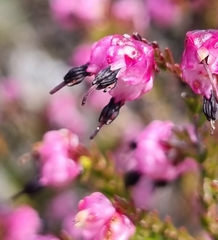 Erica spumosa