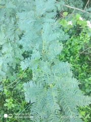 Prosopis juliflora