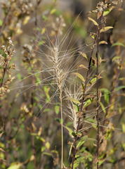 Elymus longifolius