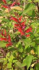 Salvia fulgens
