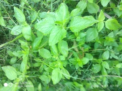 Ageratum conyzoides