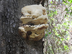 Climacodon septentrionalis