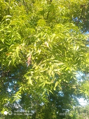 Azadirachta indica
