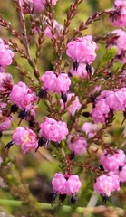 Erica spumosa