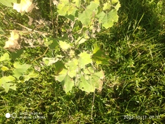 Xanthium orientale