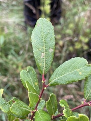 Salix aurita