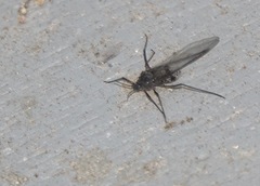 Tuberolachnus salignus