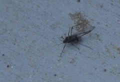 Tuberolachnus salignus