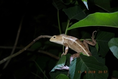 Calotes versicolor