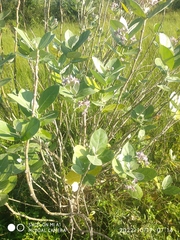 Calotropis gigantea