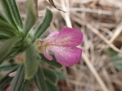 Ajuga iva