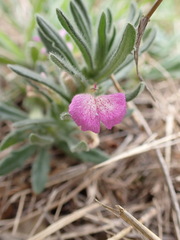 Ajuga iva