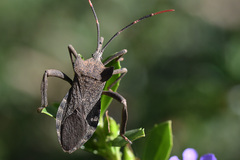 Elasmopoda