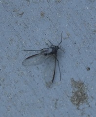 Tuberolachnus salignus