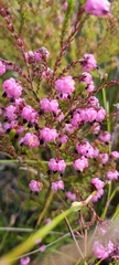 Erica spumosa