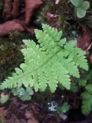 Dryopteris intermedia