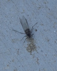 Tuberolachnus salignus