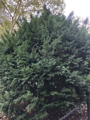 Taxus baccata