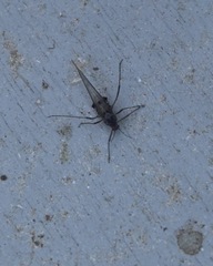 Tuberolachnus salignus