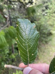 Quercus rugosa
