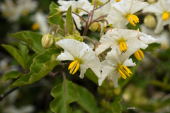 Solanum bonariense
