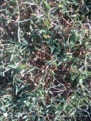 Urochloa reptans
