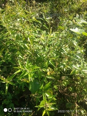 Croton bonplandianus