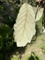 Quercus rugosa