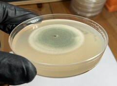 Talaromyces purpureogenus