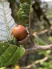 Quercus rugosa