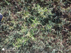 Urochloa reptans