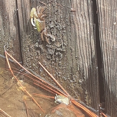 Minuca longisignalis