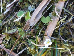 Euphrasia officinalis