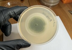 Talaromyces purpureogenus